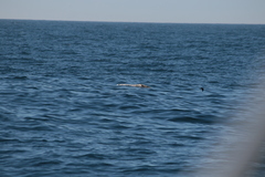 Hydrobates pelagicus