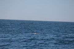 Hydrobates pelagicus