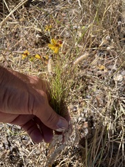 Thelesperma filifolium