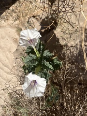Datura