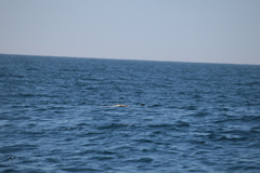 Hydrobates pelagicus