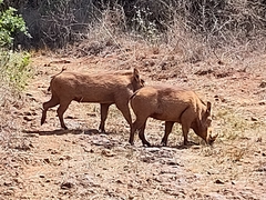 Phacochoerus africanus massaicus