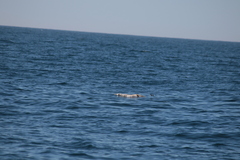 Hydrobates pelagicus
