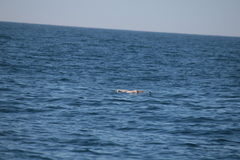 Hydrobates pelagicus