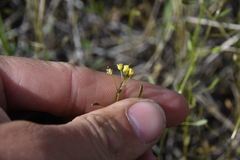 Draba nemorosa