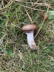 Chroogomphus vinicolor