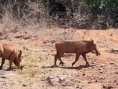 Phacochoerus africanus massaicus
