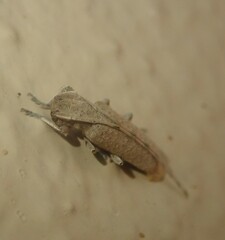 Stenidea alutacea