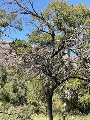 Aesculus glabra arguta