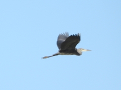 Ardea cinerea