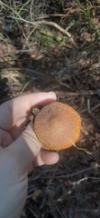 Lentinus arcularius