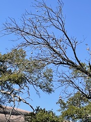 Aesculus glabra arguta