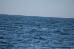 Hydrobates pelagicus
