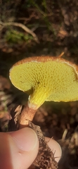 Lentinus arcularius