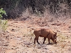 Phacochoerus africanus massaicus