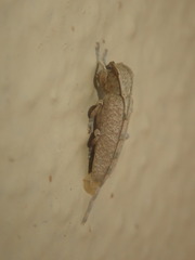 Stenidea alutacea
