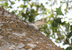 Agama lionotus
