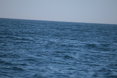 Hydrobates pelagicus