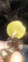 Lentinus arcularius