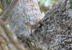 Agama lionotus