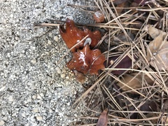 Andricus dentimitratus