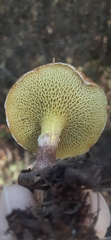 Lentinus arcularius