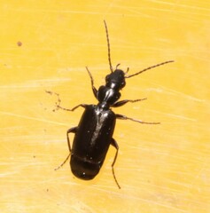 Microlestes