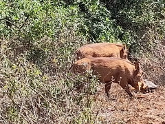 Phacochoerus africanus massaicus