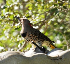 Colaptes auratus luteus