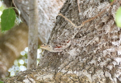 Agama lionotus