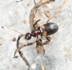 Hirticomus hispidus