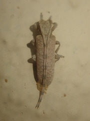 Stenidea alutacea