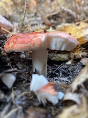 Russula rosacea