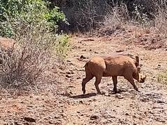 Phacochoerus africanus massaicus