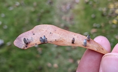 Polystepha globosa