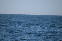 Hydrobates pelagicus