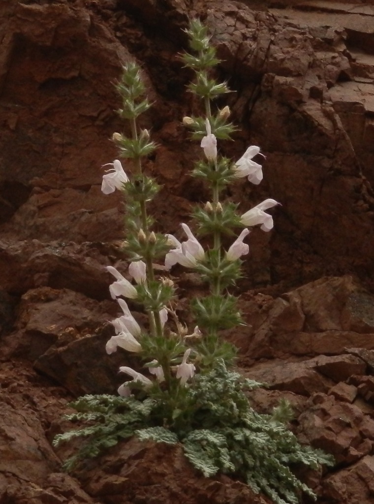 Dandelionleaf Sage