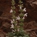 Salvia taraxacifolia - Photo (c) Roger Frost, algunos derechos reservados (CC BY-NC), subido por Roger Frost