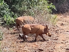 Phacochoerus africanus massaicus