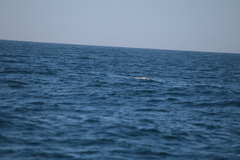 Hydrobates pelagicus