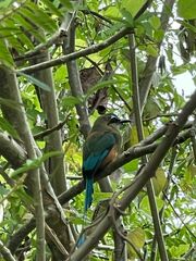 Eumomota superciliosa