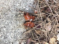 Andricus dentimitratus