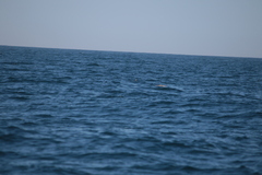 Hydrobates pelagicus