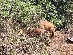 Phacochoerus africanus massaicus
