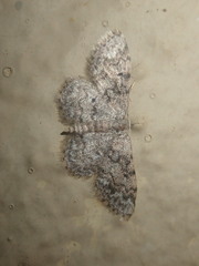 Sterrhinae