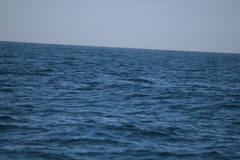 Hydrobates pelagicus