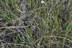 Primula pauciflora