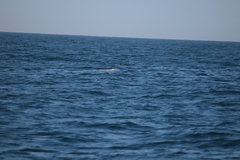 Hydrobates pelagicus