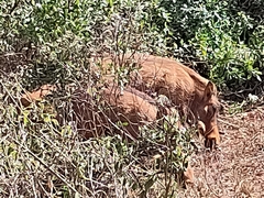 Phacochoerus africanus massaicus