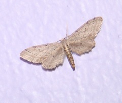 Euacidalia brownsvillea